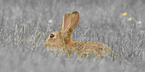 Wednesday Scent of the Day: Rabbit rabbit, coffee steam, and the misunderstood for 10/3