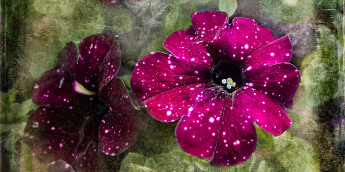 Misunderstood Friday: Why Iris Nobile EDT Still Haunts Me