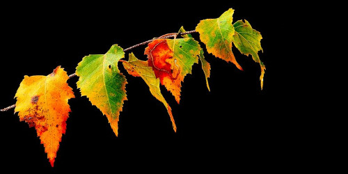 Wednesday Scent of the Day: Cats, Quirks, and a Green Snake