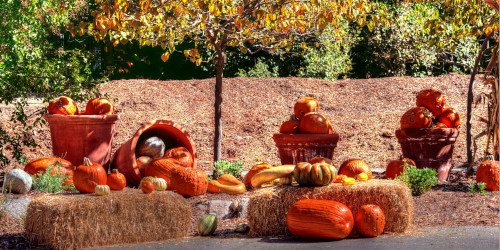 Friday Scent of the Day: Halloween Calls for the Odd, the Eerie, the Unruly