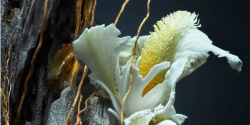 Vetiver, Nachos, and a Thursday That Marches To Its Own Beat