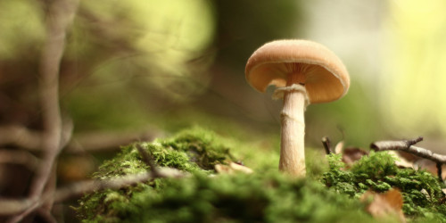 Wednesday Scent Check: Earth, Orange, and a Hint of Mischief