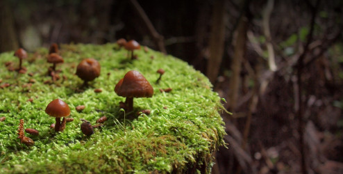 Cookie Day Temptation, Soil Day Calm, and the cool hush of L’Artisan Parfumeur Dzongkha