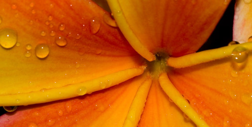 Bowie’s Birthday, Bubble Bath Day, and my Osmanthus Mood