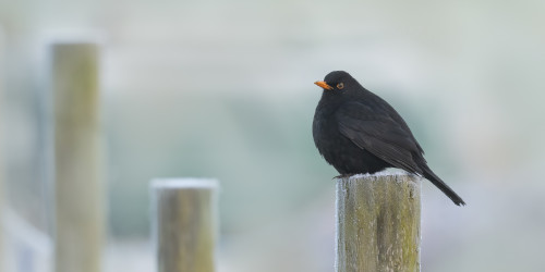 My Lazy 3‑Day Weekend Scent Diary: January Needs Teeth, Not Tea