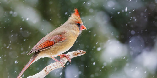 Logic says citrus, I chose incense: Wednesday scent of the day